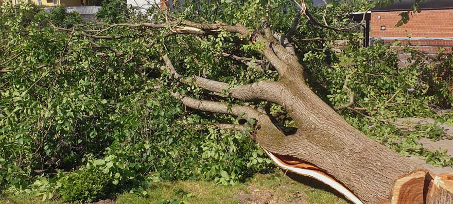 Vi röjer tomter i Stockholm Saltsjö Forestry trädfällning avverka tomt